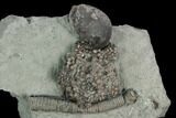 Crinoid (Gilbertsocrinus) Fossil - Crawfordsville, Indiana #125910-2
